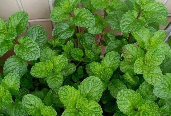 如何正确浇水给薄荷（频次）