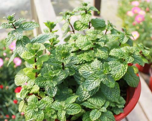 薄荷开花后的处理方法(收获、干燥、保存)
