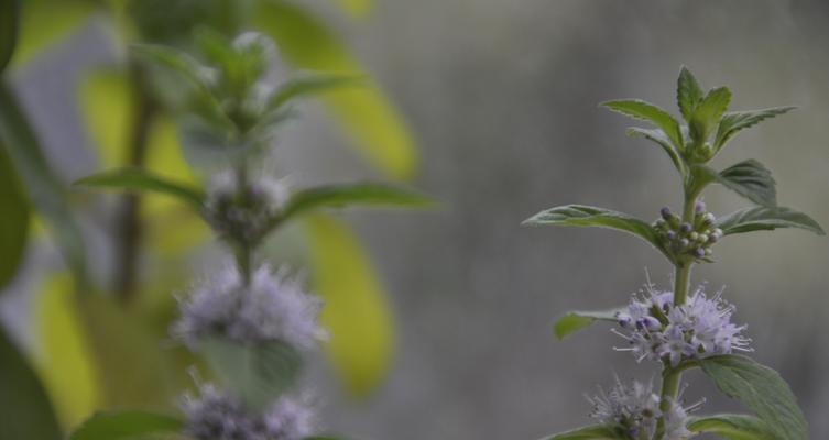 薄荷开花花期长的美丽景色（探秘薄荷花开的时间与形态）