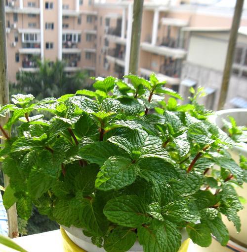 清凉薄荷的开花美景（探究薄荷开花的美丽奥秘及其所代表的含义）