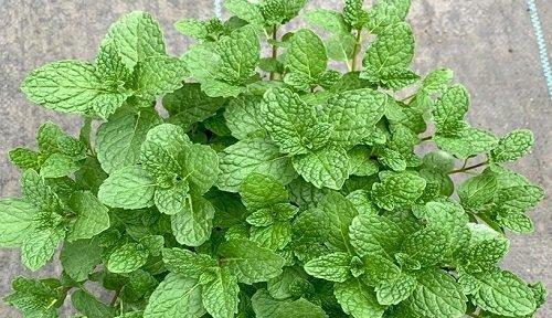 薄荷是一种多年生植物（了解薄荷的生命特征及其用途）