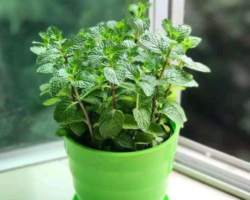 薄荷的生长环境条件（适合生长的环境与养殖技巧）