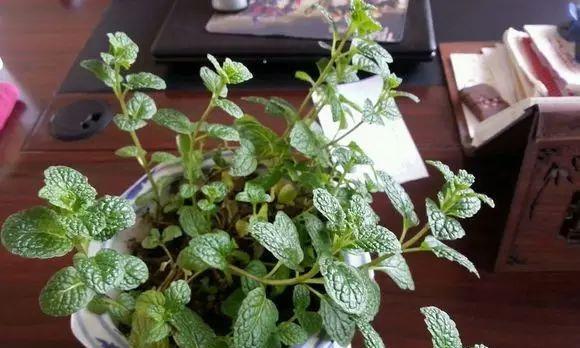如何施肥才能让薄荷喜肥(掌握肥料种类和施肥技巧)