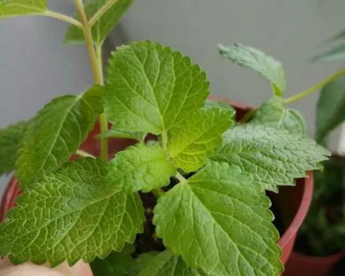 如何养护夏天的薄荷（夏季养殖方法）