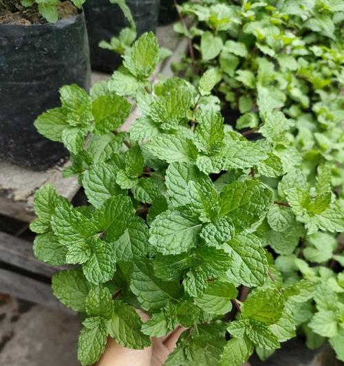 薄荷的栽种方法和注意事项（打造清凉口感的绿色空间）