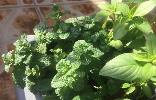 薄荷的分盆、分株、移栽时间和方法（培育健康的薄荷）