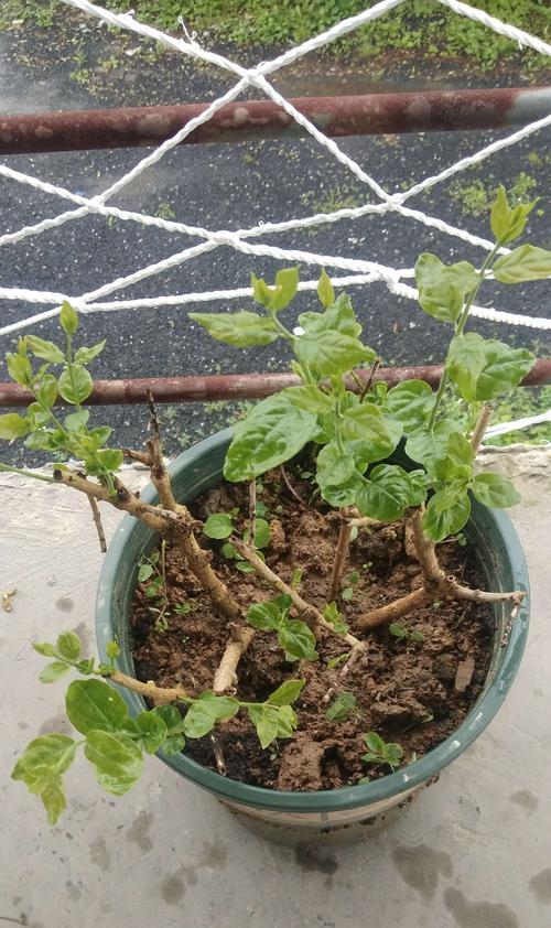 薄荷的分盆、分株、移栽时间和方法（培育健康的薄荷）