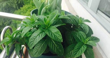 薄荷的种植与管理技巧（种植时间、方法步骤、注意事项）