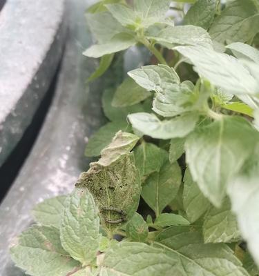 薄荷长虫子的防治方法（从源头入手）