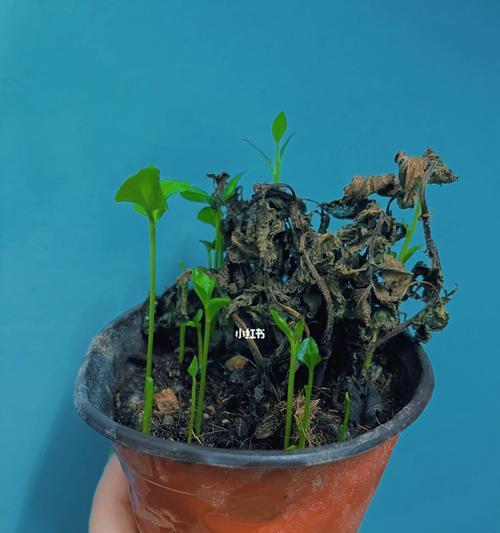 薄荷种子发芽时间及其影响因素（探究薄荷种子发芽时间的长短）