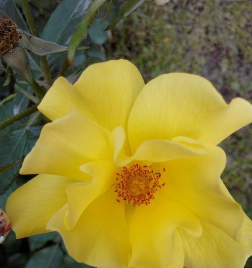 黄玫瑰的花语与寓意——温暖与友谊（以黄玫瑰的花语探索人际关系中的温暖与友谊）