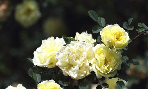 黄玫瑰的花语与寓意——温暖与友谊（以黄玫瑰的花语探索人际关系中的温暖与友谊）