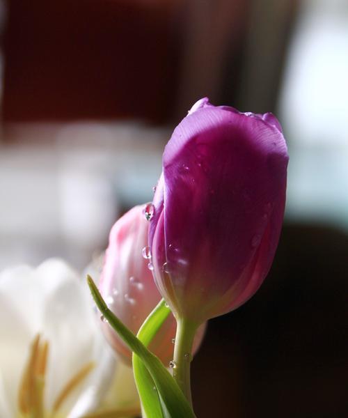 以黄色郁金香的花语为主题的文章（黄色郁金香的花语与其象征意义）