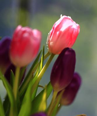 以黄色郁金香的花语为主题的文章（黄色郁金香的花语与其象征意义）
