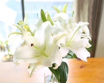 黄天霸百合花的花语（向世界散播美丽与喜悦）