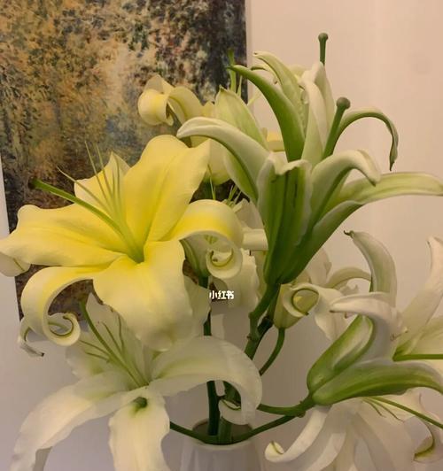 黄天霸百合花的花语(向世界散播美丽与喜悦)