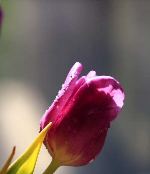 黄郁金香花语的美丽意涵（揭秘黄郁金香的15种花语）