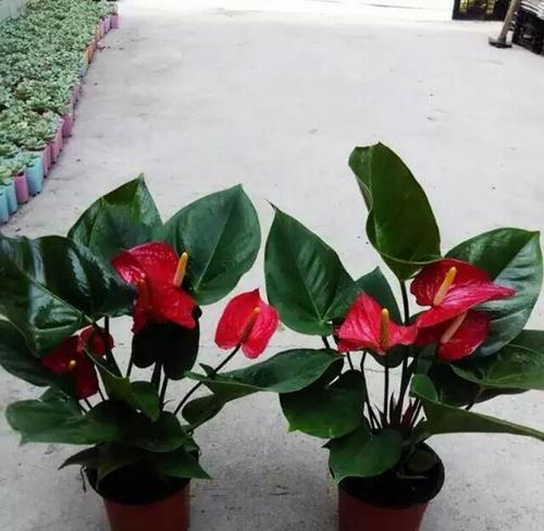 火鹤花（传递爱与希望的花海）