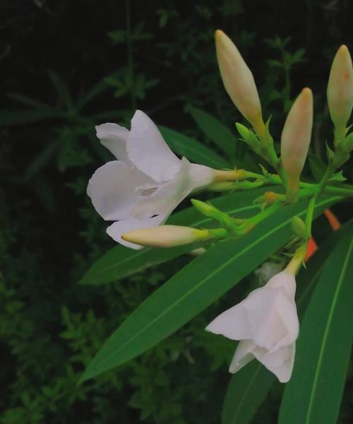 夹竹桃的花语（探索夹竹桃花的含义）