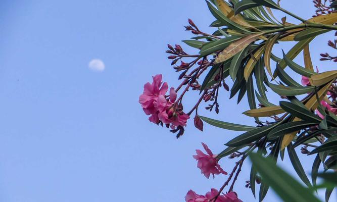 夹竹桃的花语（探索夹竹桃花的含义）