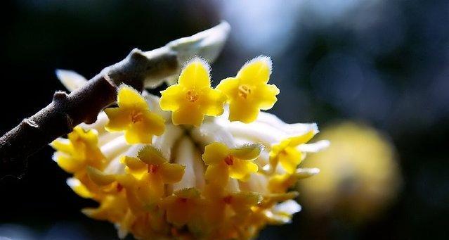 香花的寓意与风水（揭示香花的神秘力量与风水禁忌）