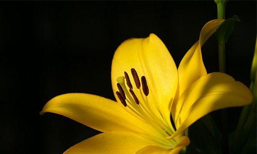 金百合花（揭秘金百合花的花语）