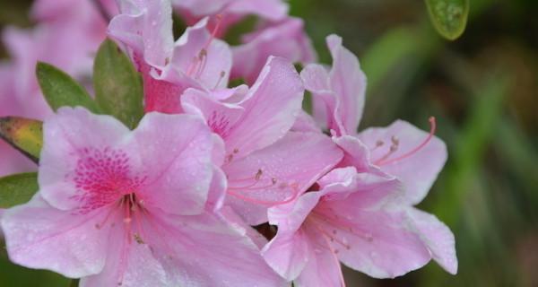 锦绣杜鹃的花语及其意义(探寻锦绣杜鹃的神秘花语)