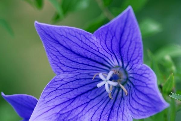 桔梗花的花语及其寓意（深入解读桔梗花的象征意义）