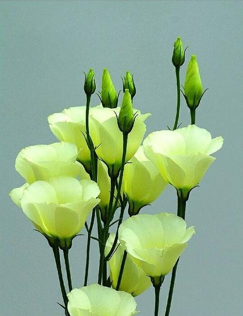 桔梗花的花语及其寓意（深入解读桔梗花的象征意义）