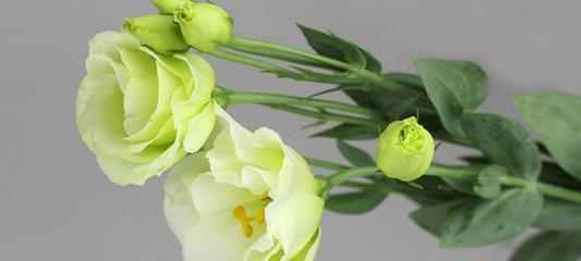 桔梗花的花语及意义（探究桔梗花的花语）