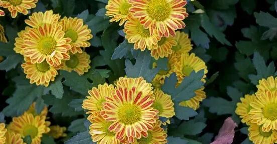 菊花花语深意及象征意义（探索菊花的花语与内涵）