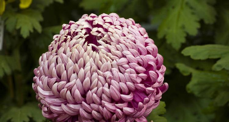 菊花的象征与内涵（探索菊花的文化意义及美学价值）