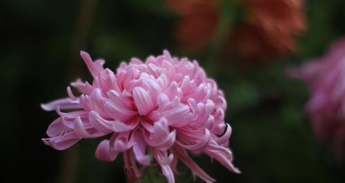 菊花的象征与内涵（探索菊花的文化意义及美学价值）