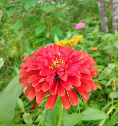 菊花花语之美(菊花的花语传递情感与美的符号)