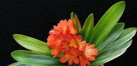 君子兰开花寓意与人生境遇的关联（以君子兰开花探寻生活哲学的智慧）