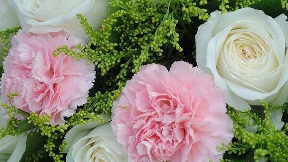 以康乃馨代表的花语（爱与尊敬——康乃馨花语的意义）