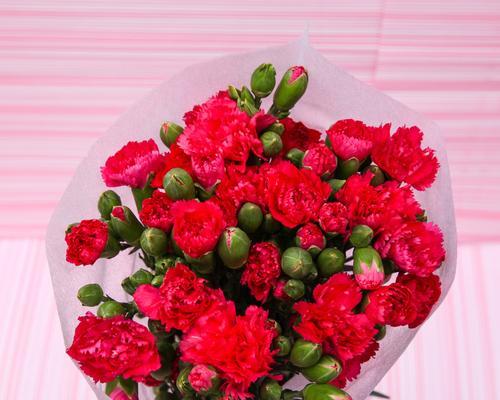 康乃馨花束的寓意与象征（传递爱意与美好祝福的康乃馨花束）