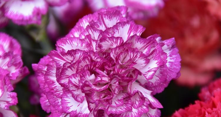 康乃馨的花语与象征——纯洁、爱与感激之花（透过康乃馨花朵传达的情感和意义）
