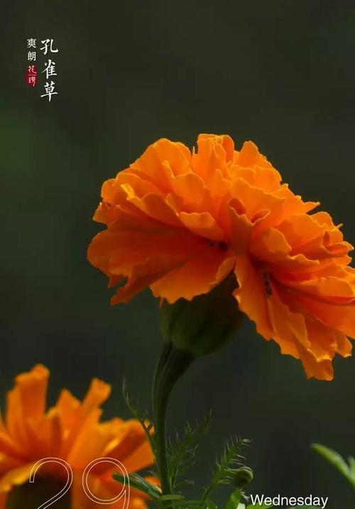 孔雀草的花语与寓意（揭示孔雀草花语的深层含义）