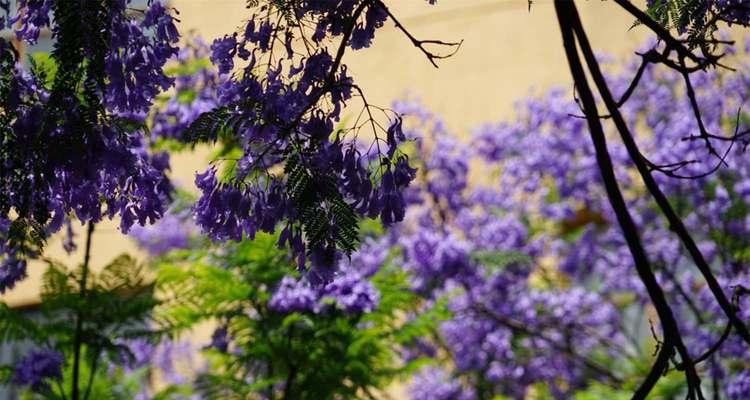 蓝花楹的花语之美（探索蓝花楹的花语与意义）