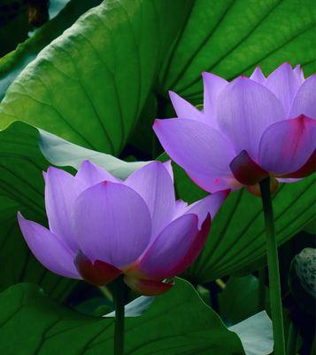 蓝莲花的象征意义及寓意（解析蓝莲花的独特内涵）
