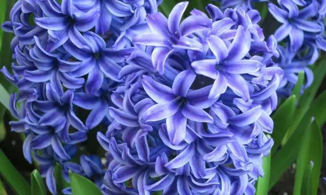 蓝色风信子花语解读（深入探索蓝色风信子的花语之美）