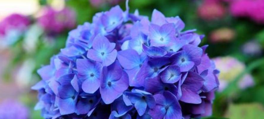蓝色绣球花语的美妙世界(探寻蓝色绣球花的花语和意义)