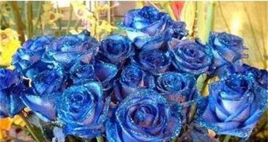 探寻蓝色妖姬花的花语之谜（神秘与浪漫交织的花海中）