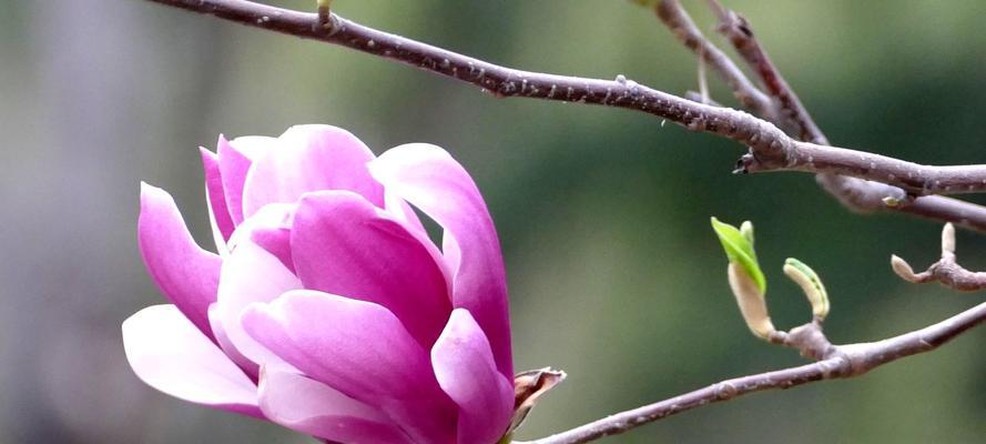 红玉兰的花语与意义（探寻红玉兰的象征与内涵）