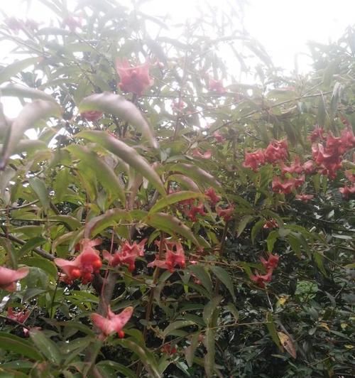 金丝吊蝴蝶花语（揭秘金丝吊蝴蝶的花语与意义）