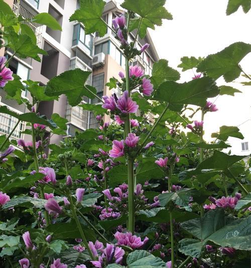 锦葵花的寓意（一朵花的力量与希望）