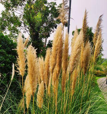 芦苇的花语——坚韧与自由（揭秘芦苇的花语）
