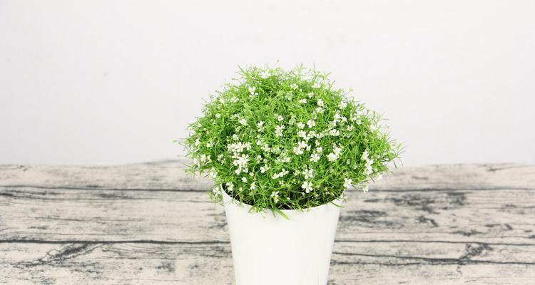满天星花语与祝福的寓意（花开寄托愿望）