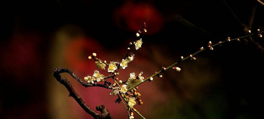 梅花花语(傲雪凌霜、温润如玉)